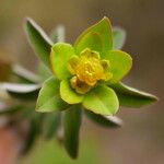 Euphorbia flavicoma Blüte