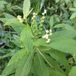 Penthorum sedoides Fruit