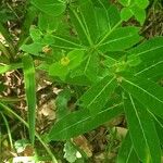 Euphorbia hyberna পাতা