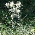 Cirsium ferox Habitus