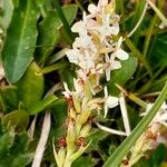 Gymnadenia odoratissima Λουλούδι