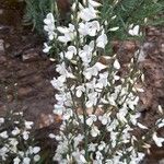 Cytisus multiflorus Flower