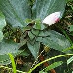 Costus guanaiensis Feuille