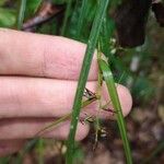 Scleria secans Плод