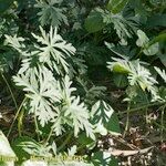 Geranium malviflorum Yeri