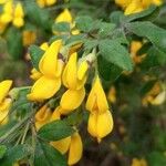 Cytisus villosus Ліст