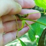 Carya cordiformis عادت داشتن