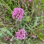 Valeriana lecoqii Flower