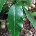 Dimocarpus longan Leaf