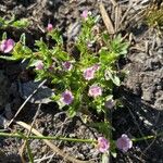Gratiola peruviana Flower