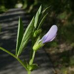 Vicia bithynica Květ