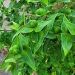 Silphium integrifolium 果