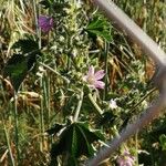 Malva multifloraFlower