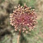 Allium atroviolaceum പുഷ്പം