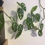 Monstera adansoniiLehti