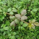 Rubus bertramii Blad