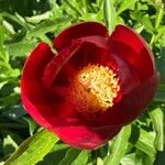 Paeonia officinalisBlüte