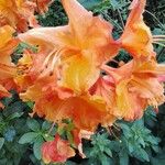 Rhododendron calendulaceum Flower