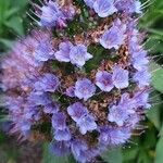 Echium candicans Blüte