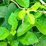 Aristolochia trilobata ᱥᱟᱠᱟᱢ