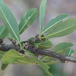 Boscia mossambicensis Hoja