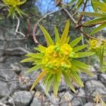 Euphorbia dendroides Цвят