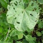 Malva parviflora Feuille