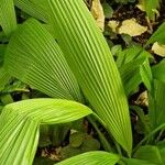 Curculigo capitulata Leaf