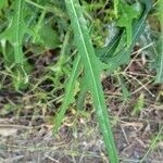 Lactuca indica ഇല