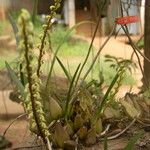 Bulbophyllum calyptratum Pokrój