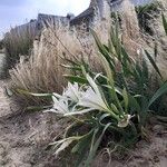 Pancratium maritimum Flower
