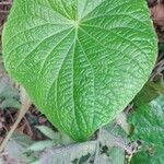 Piper umbellatum Feuille