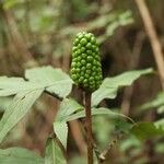 Arisaema serratum Fruit