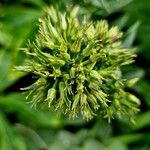 Phlox maculata Frutto
