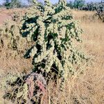 Cylindropuntia fulgida Bark