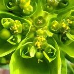 Euphorbia helioscopiaКвітка