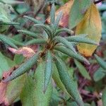 Rhododendron canadense List