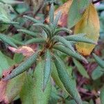 Rhododendron canadense Hoja