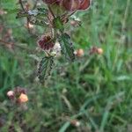 Sida cordifolia Ліст