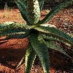 Aloe marlothii Yaprak