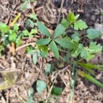 Sanicula canadensis Hoja