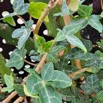 Hedera canariensisᱥᱟᱠᱟᱢ