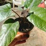 Dorstenia elata Кветка