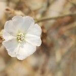 Convolvulus oxyphyllus Kwiat