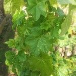 Malva verticillata Leaf