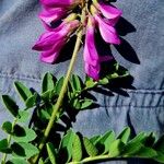 Hedysarum hedysaroides Flower