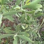 Salvadora australis Листок