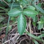 Desmodium incanum পাতা