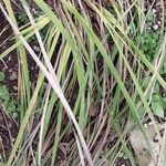 Dierama pulcherrimum Leaf