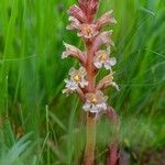 Orobanche luteaЦветок